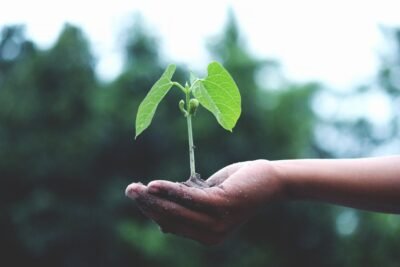 Na imagem, sustentabilidade nos negócios