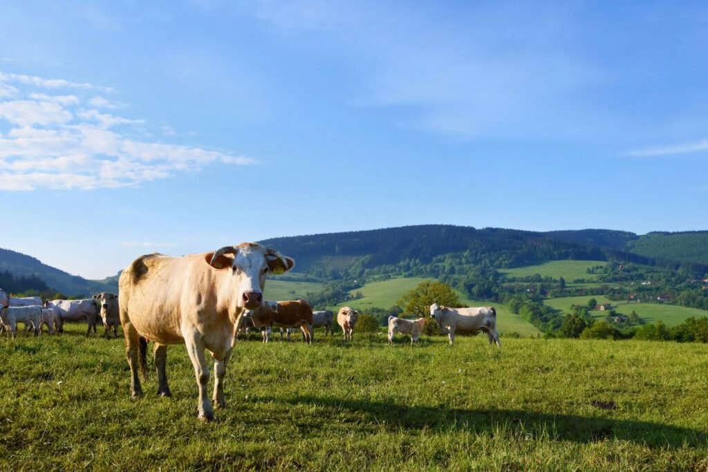 Pecuária sustentável: práticas para reduzir impactos ambientais