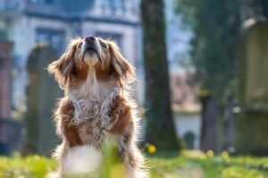 Eletrocardiograma para Cachorro